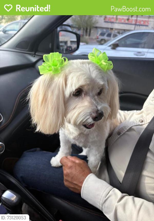 Reunited Female Dog last seen Peyton and Paseo del Este, Summit County, OH 44203