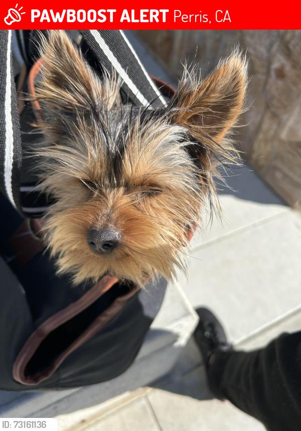 Lost Male Dog last seen Day st, Perris, CA 92570