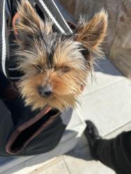 Lost Male Dog last seen Day st, Perris, CA 92570