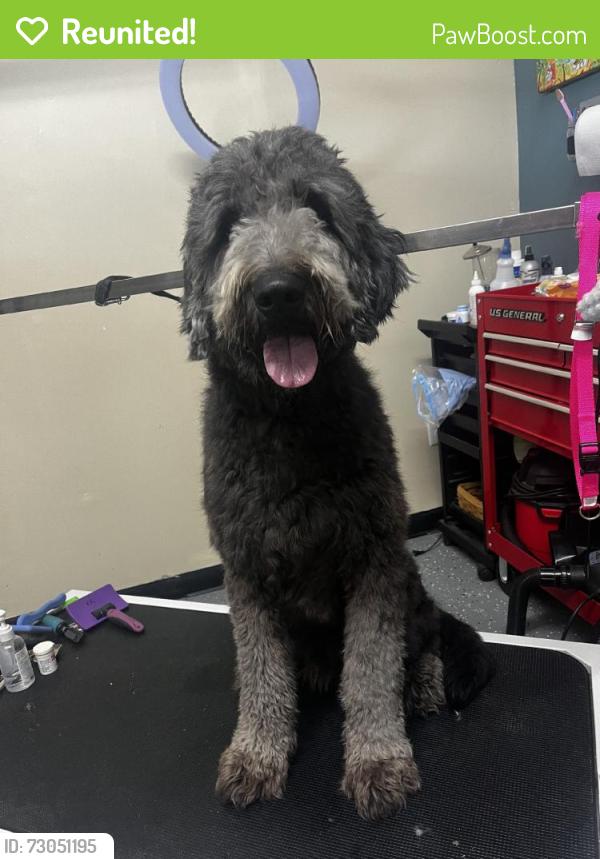 Reunited Male Dog last seen Ruth Vinson Rd in Beaver Dam going down 210, Cape Fear, NC 28382