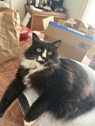 Lost Male Cat last seen Crowley Park on Wedge Street, Lowell, MA 01851