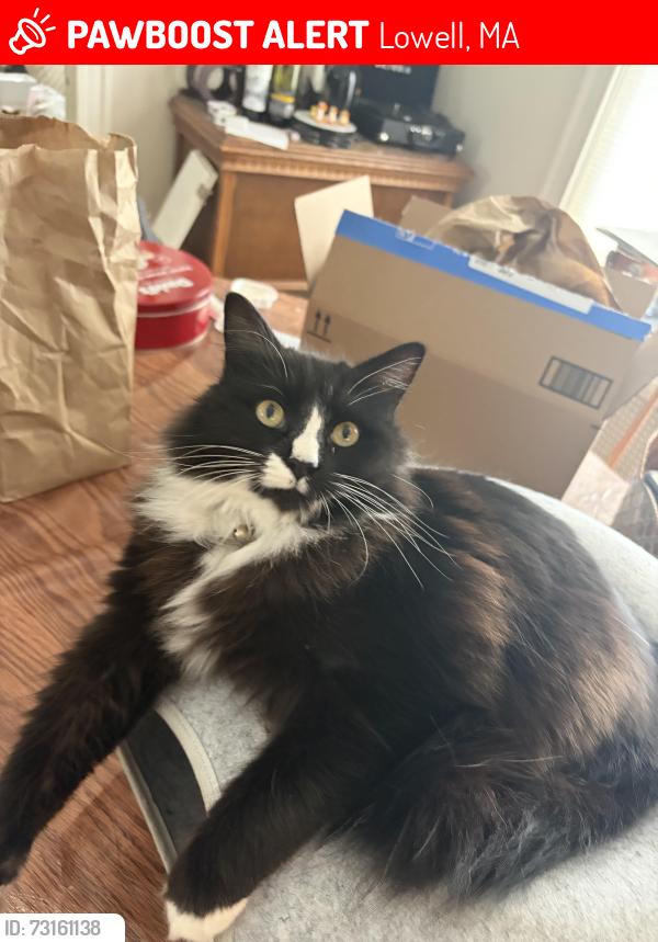 Lost Male Cat last seen Crowley Park on Wedge Street, Lowell, MA 01851