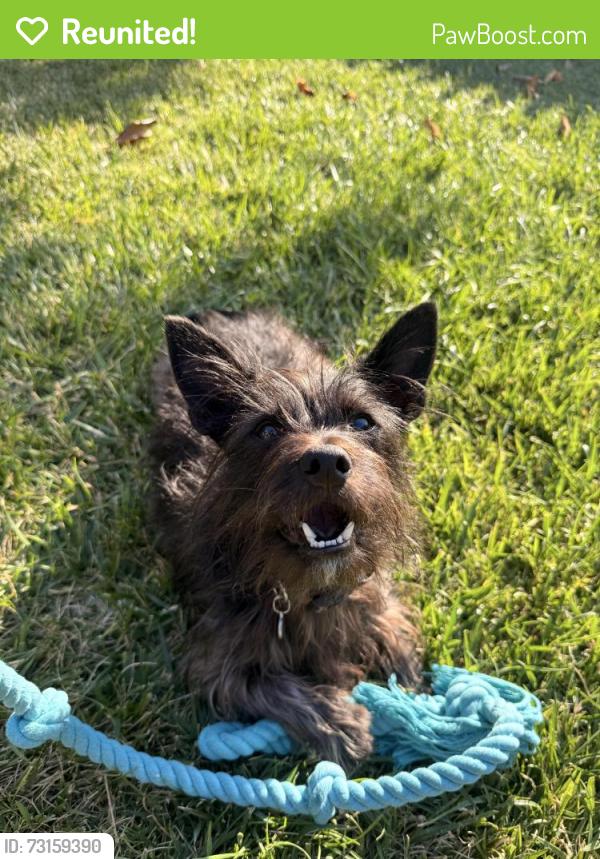 Reunited Male Dog last seen Bellevue Park, Los Angeles, CA 90026