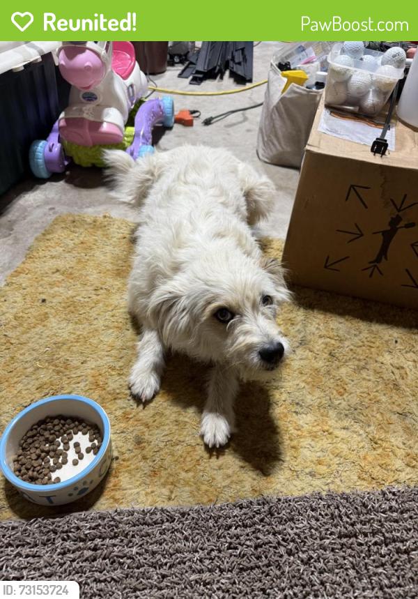 Reunited Female Dog last seen wolf creek lodge, Wolf Creek, UT 84310