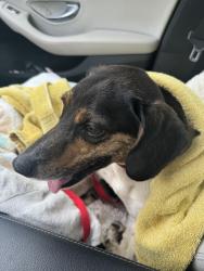 Reunited Male Dog last seen Walmsley and Hopkins, Richmond, VA 23234