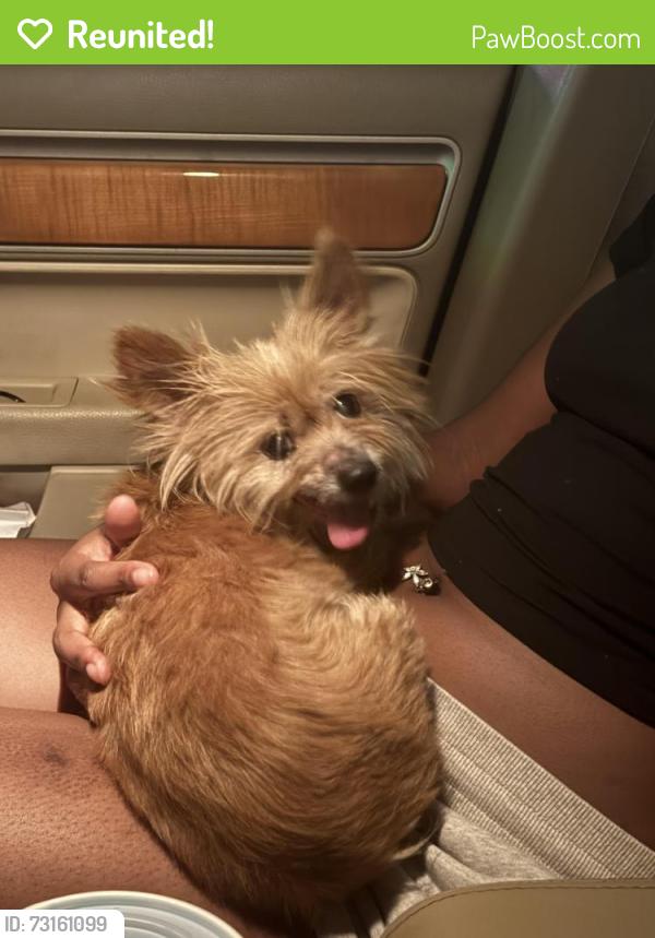 Reunited Male Dog last seen Arbor park dr, Allen, TX 75013