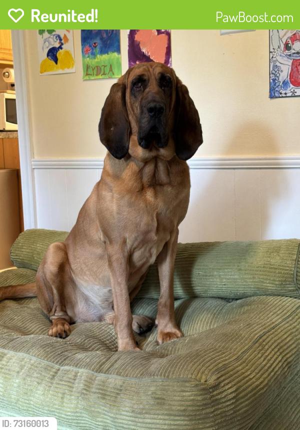 Reunited Male Dog last seen Black Cat Road 1.5 miles from 64 exit right behind Keswick ests - was chasing a fox, Keswick, VA 22947