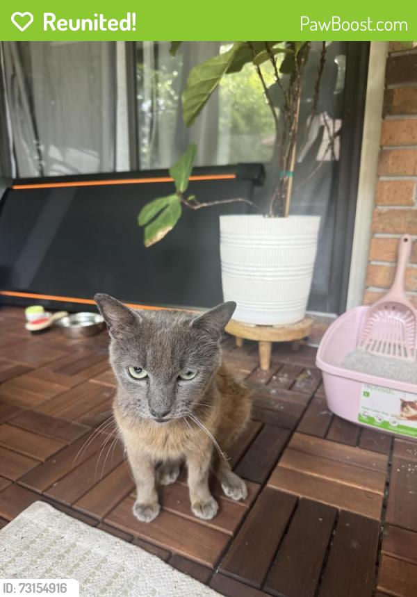 Reunited Female Cat last seen The Heritage, Daytona Beach, FL 32117