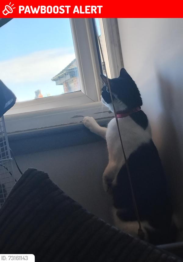 Lost Male Cat last seen Let out of home, Lytham St Annes, England FY8 1QN