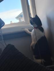 Lost Male Cat last seen Let out of home, Lytham St Annes, England FY8 1QN