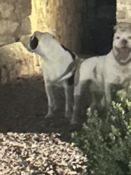 Reunited Female Dog last seen Spencer & Nancy McDonald 79936, El Paso, TX 79936