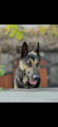 Lost Male Dog last seen Artesia street, Long Beach, CA 90805