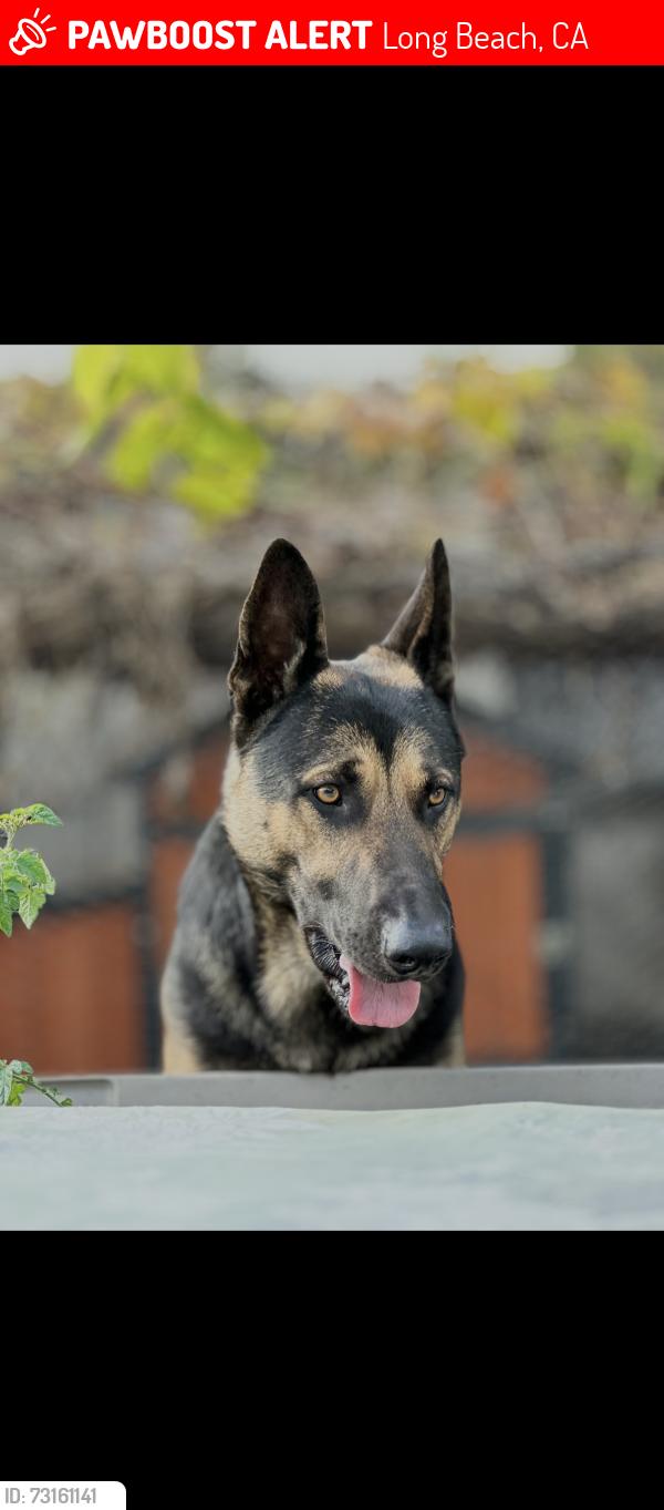 Lost Male Dog last seen Artesia street, Long Beach, CA 90805