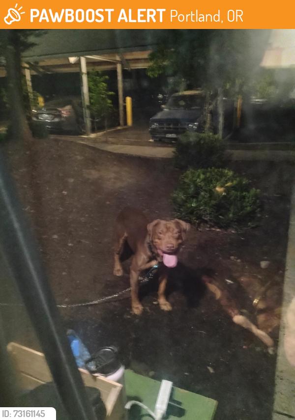 Found/Stray Male Dog last seen Near e Burnside St Dalton Park apmts, Portland, OR 97233
