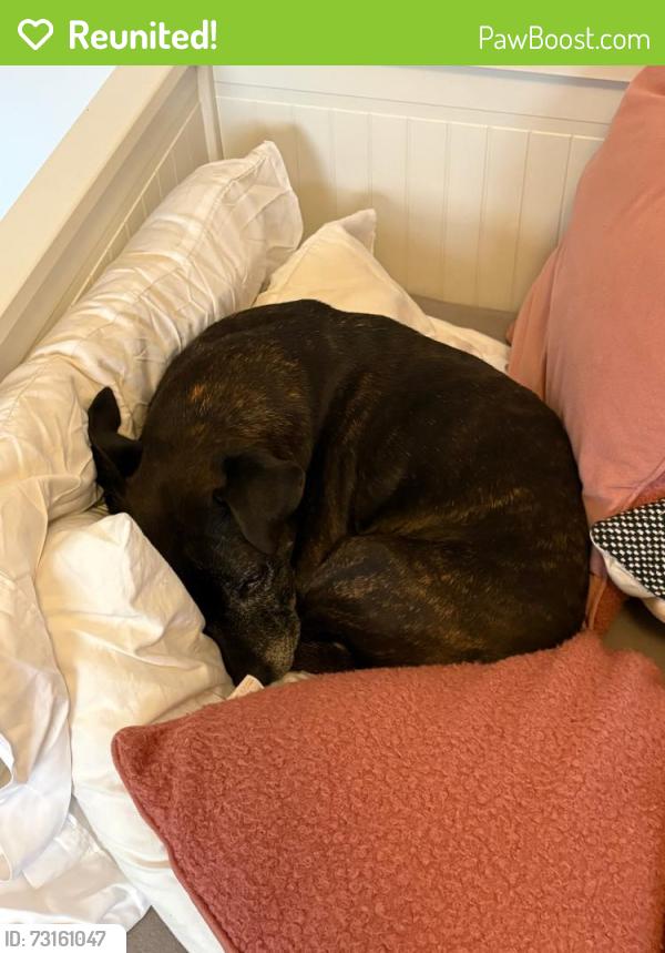 Reunited Male Dog last seen Don Bell St Bonner, Bonner, ACT 2914