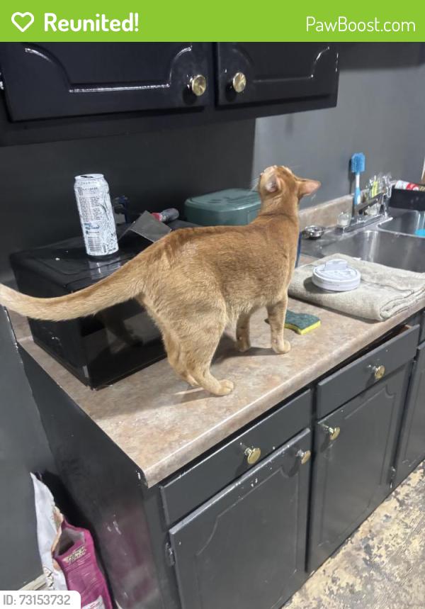 Reunited Male Cat last seen N 41 St and North Belt West Belleville IL, Belleville, IL 62226