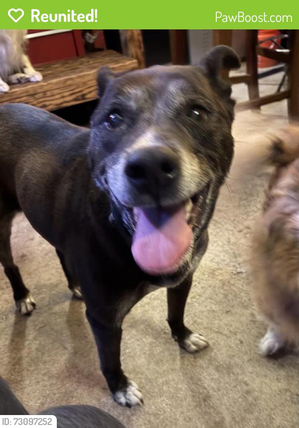 Reunited Female Dog last seen Driscoll and Sanson, Spokane, WA 99205
