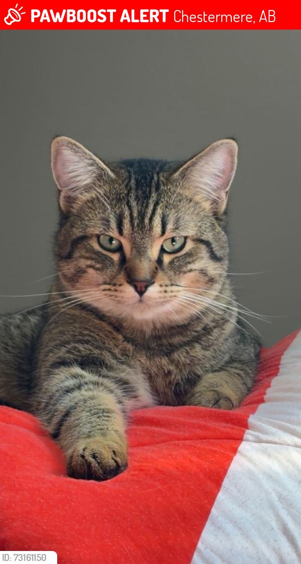 Lost Male Cat last seen Merganser dr & Chelsea dr, Chestermere, AB 