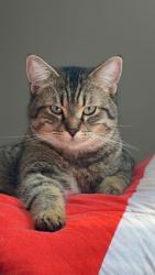 Lost Male Cat last seen Merganser dr & Chelsea dr, Chestermere, AB 