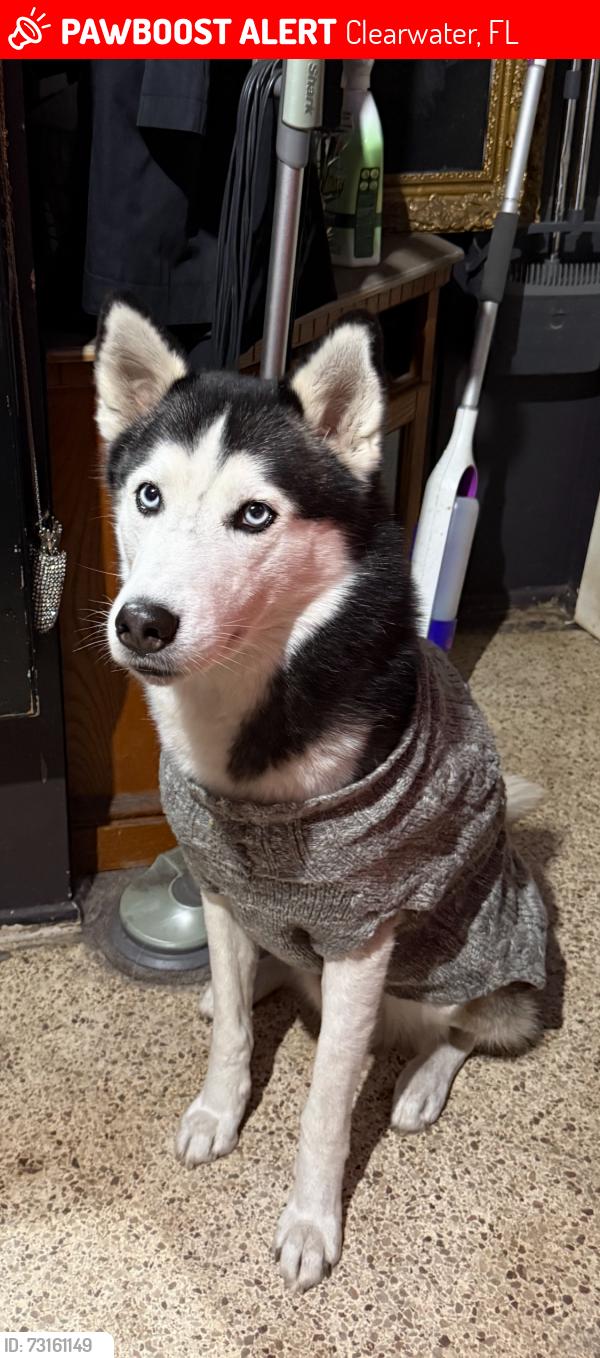 Lost Male Dog last seen Lakeview Neighborhood between highland and Missouri, Clearwater, FL 33756