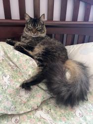 Lost Female Cat last seen Matteson Ave. and Berryman Ave., Los Angeles, CA 90066