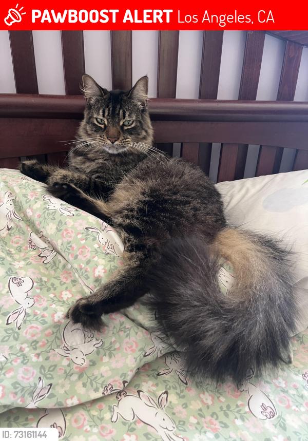 Lost Female Cat last seen Matteson Ave. and Berryman Ave., Los Angeles, CA 90066