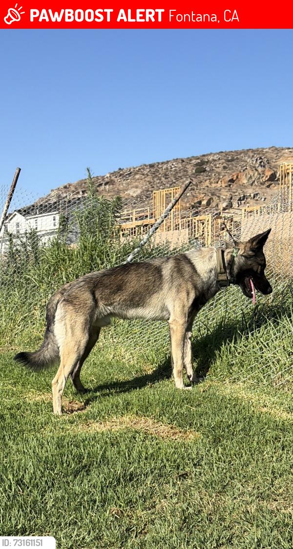 Lost Male Dog last seen Longview, ocotillo, Fontana, CA 92335