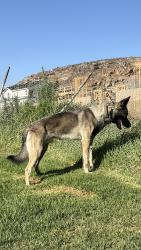 Lost Male Dog last seen Longview, ocotillo, Fontana, CA 92335