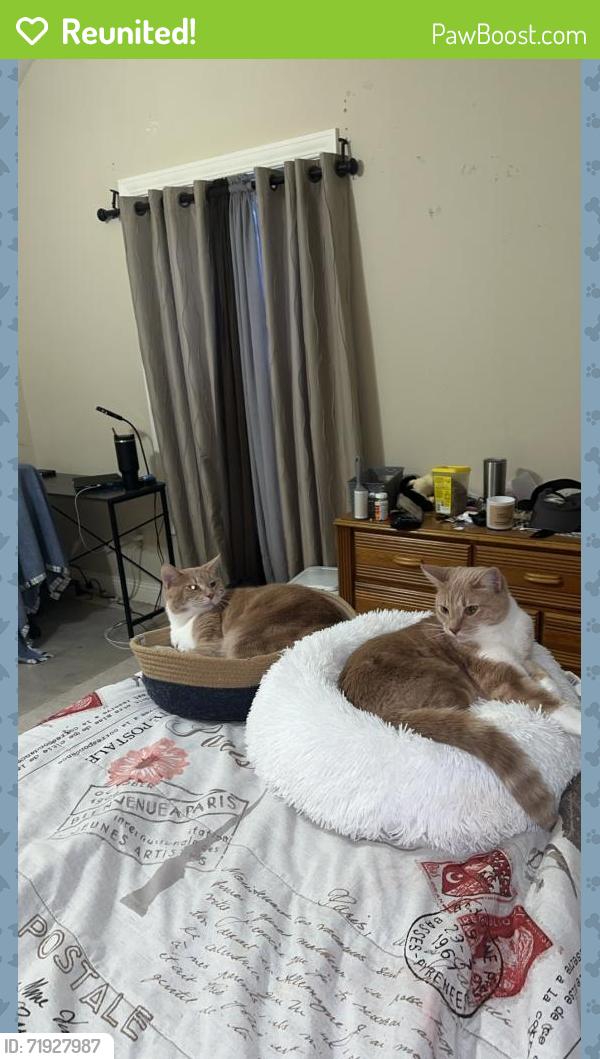 Reunited Male Cat last seen Near the roundabout in ridgewood road and Jacoby road, Akron, OH 44333