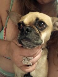 Found/Stray Male Dog last seen Vinland park, Fresno, CA 93726