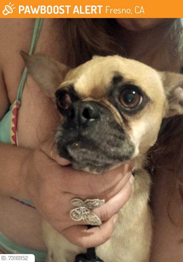 Found/Stray Male Dog last seen Vinland park, Fresno, CA 93726