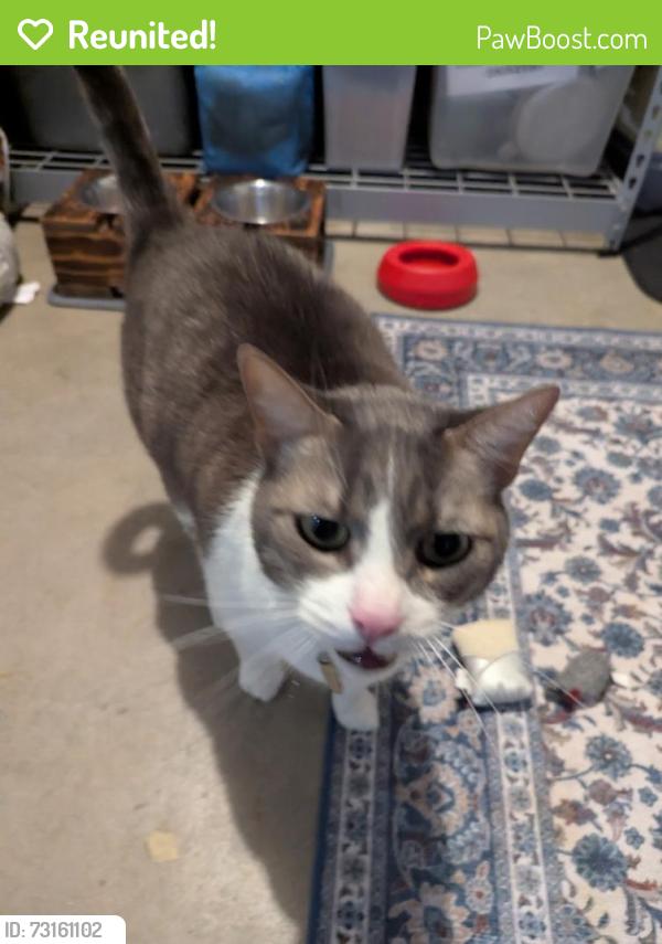 Reunited Male Cat last seen Behind Firehouse Coffee, Seattle, WA 98107