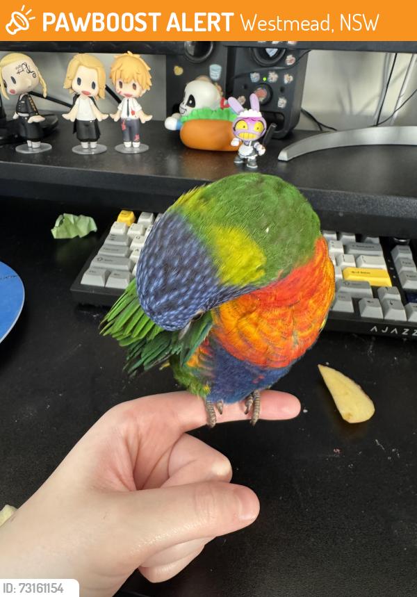 Found/Stray Unknown Bird last seen Westmead station, Westmead, NSW 2145