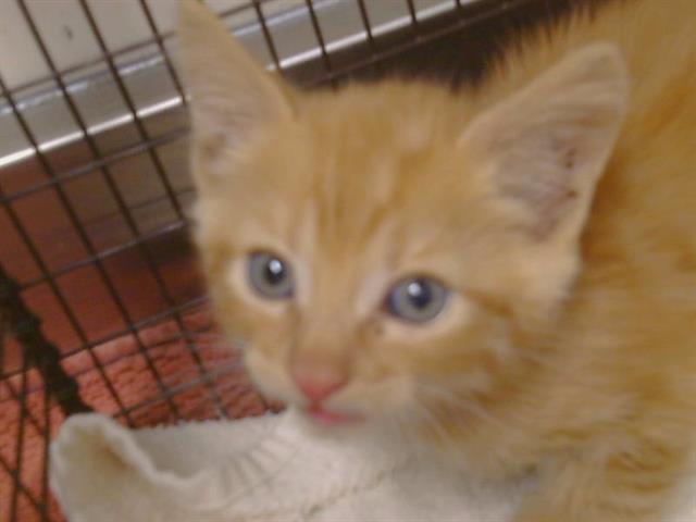 Shelter Stray Male Cat last seen IMPERIAL WAY/MOJAVE DR, 95826, 3839 Bradshaw Rd, Sacramento, CA 95827, USA
