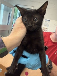 Shelter Stray Female Cat last seen GRAHAM, 221 Stone Quarry Rd, Burlington, NC 27217, USA