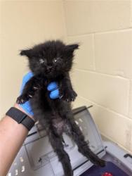 Shelter Stray Female Cat last seen 75TH ST & TAPO CT, 2127 Front St, Sacramento, CA 95818, USA