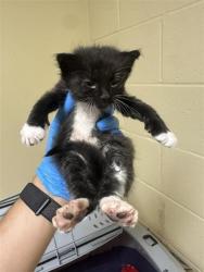 Shelter Stray Male Cat last seen 75TH ST & TAPO CT, 2127 Front St, Sacramento, CA 95818, USA
