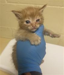 Shelter Stray Male Cat last seen RICHFIELD WAY & CAVALIER WAY, 2127 Front St, Sacramento, CA 95818, USA
