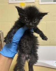 Shelter Stray Female Cat last seen RICHFIELD WAY & CAVALIER WAY, 2127 Front St, Sacramento, CA 95818, USA