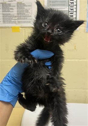 Shelter Stray Male Cat last seen RICHFIELD WAY & CAVALIER WAY, 2127 Front St, Sacramento, CA 95818, USA