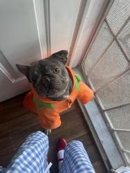 Lost Male Dog last seen Fir Ave Moreno Valley, Moreno Valley, CA 92555