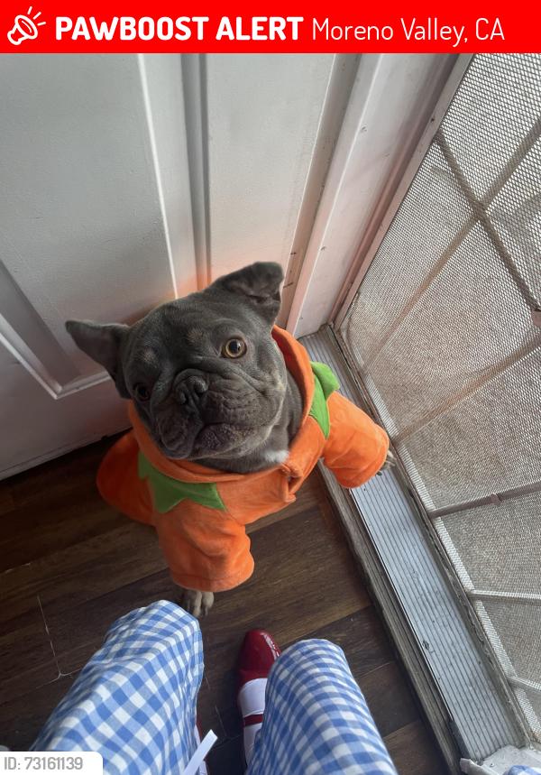 Lost Male Dog last seen Fir Ave Moreno Valley, Moreno Valley, CA 92555