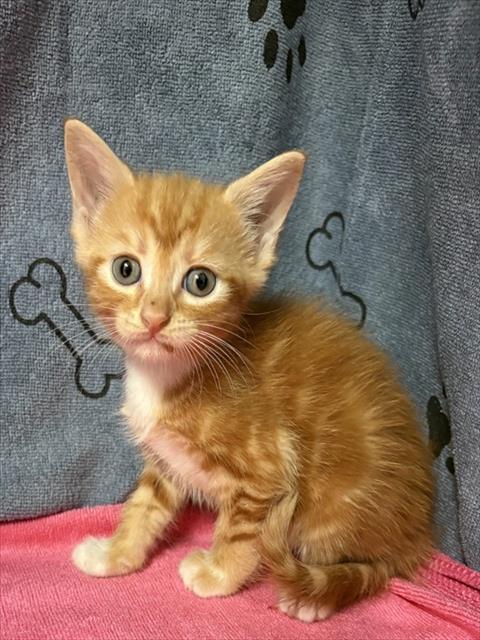 Shelter Stray Male Cat last seen TROTTER CT, SANFORD FL, 232 Eslinger Way, Sanford, FL 32773, USA
