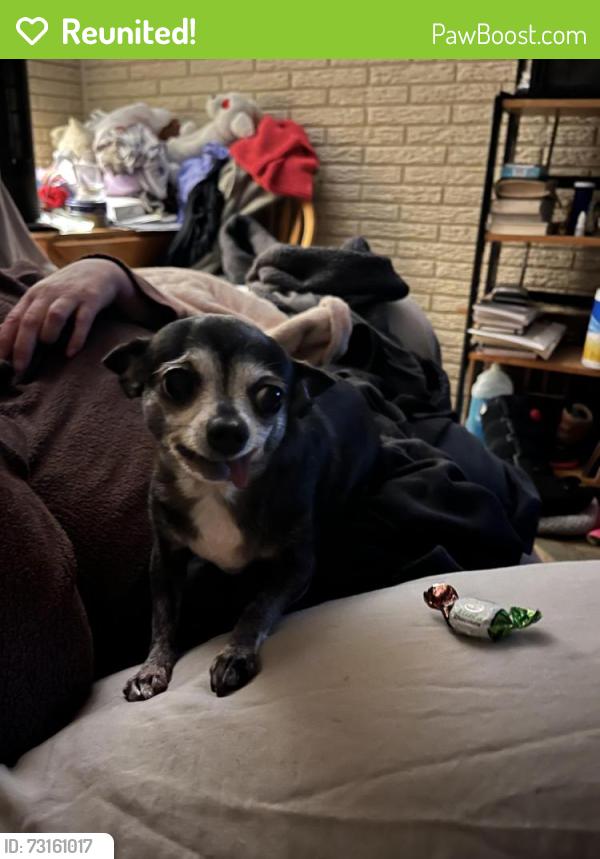 Reunited Female Dog last seen Front of hse Morton & Kingman, Hoffman Estates, IL 60169