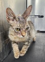 Shelter Stray Male Cat last seen Near BLOCK VERA CRUZ ST, 4710 TX-151, San Antonio, TX 78227, USA
