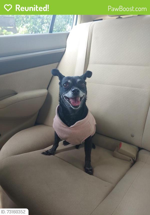 Reunited Female Dog last seen Springfield court, Windsor, CA 95492
