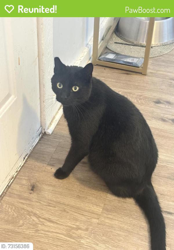 Reunited Male Cat last seen On Lowry and University in Ne Minneapolis, Minneapolis, MN 55418