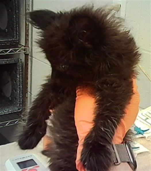 Shelter Stray Male Cat last seen Near, 2600 S Harding St, Indianapolis, IN 46221, USA