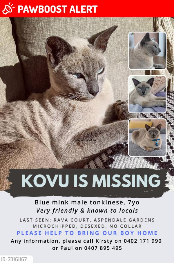 Lost Male Cat last seen Rava Court Aspendale Gardens Vic 3195, Aspendale Gardens, VIC 3195