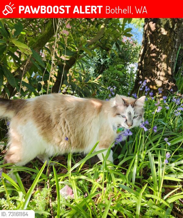 Lost Male Cat last seen Bothell Everett Highway, Seattle hill Road, Mays Pond, 35th or 180th st mill creek., Bothell, WA 98012